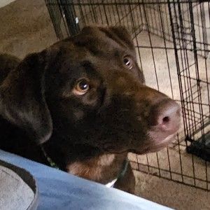 Meet your Posher, Sam